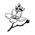 Blossoming branch of an apple tree. Vector stock illustration eps10. Isolate on white background, outline, hand drawing. Royalty Free Stock Photo