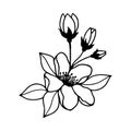 Blossoming branch of an apple tree. Vector stock illustration eps10. Isolate on white background, outline, hand drawing. Royalty Free Stock Photo