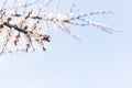Blossoming branch of apricot tree on a blue sky background Royalty Free Stock Photo