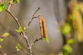 Blossoming branch of birch tree. Spring nature Royalty Free Stock Photo