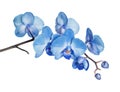 Blue orchid on white background Royalty Free Stock Photo