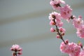 blossoming branch of cherry blossoms, copy space