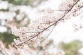 Branch of cherry tree in Nara