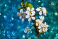 Blossoming Branch of Cherry Tree on Shimmering Bokeh Background