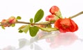 Blossoming branch of Chinese Quince Chaenomeles japonica Royalty Free Stock Photo