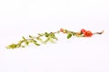 Blossoming branch of Chinese Quince Chaenomeles japonica Royalty Free Stock Photo