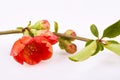 Blossoming branch of Chinese Quince Chaenomeles japonica Royalty Free Stock Photo