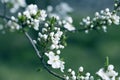 Blossoming branch close-up. Spring Garden of flowering apricots Royalty Free Stock Photo