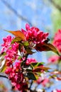 Blossoming branch of the crabapple tree