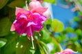 Blossoming branch exotic colorful fuchsia on blue sky