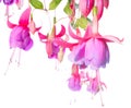 Blossoming branch of a fuchsia Royalty Free Stock Photo