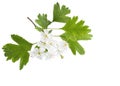 Blossoming branch of Hawthorn May-tree with white flowers and green leaves isolated on white background.  Close-up Royalty Free Stock Photo