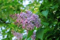 Blossoming branch of lilac Royalty Free Stock Photo