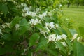 Blossoming branch of Lonicera maackii in May