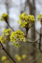 Blossoming branch of a maple in early spring, close-up Royalty Free Stock Photo