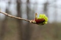 Blossoming branch of a maple in early spring, close-up Royalty Free Stock Photo