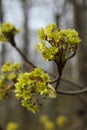 Blossoming branch of a maple in early spring, close-up Royalty Free Stock Photo