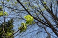Blossoming branch of maple against blue sky Royalty Free Stock Photo