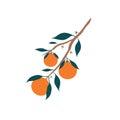 Blossoming branch of oranges with fruits. Oranges plant flowers with leaves. Citrus fruits vector illustration.