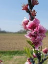 Blossoming branch of a peach tree in spring . Tuscany, Italy