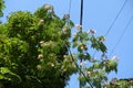 Blossoming branch of Persian silk tree against blue sky Royalty Free Stock Photo