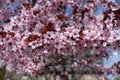 Blossoming branch of prunus pissardii in spring Royalty Free Stock Photo