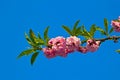Blossoming branch of sakura Royalty Free Stock Photo