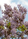 Blossoming branch of tree Paulownia.