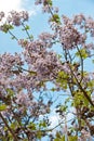 Blossoming branch of tree Paulownia.