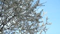 A branch in white flowers on a Sunny spring day