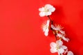 Blossoming branch with white flowers, on a red background, spring concept. Royalty Free Stock Photo