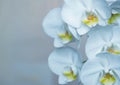 Blossoming branch of a white orchid closeup with blur