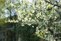 Blossoming branches of an apple tree