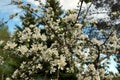 Blossoming branches of an apple tree with many delicate flowers on a background of blue sky in spring