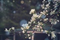 Blossoming branches of an apple tree with many delicate flowers on a background of the house