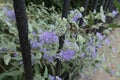 Blossoming branches of Caryopteris clandonensis