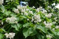 Blossoming branches of catalpa tree in June Royalty Free Stock Photo