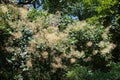 Blossoming branches of European smoketree in July