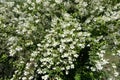 Blossoming branches of littleleaf mock orange