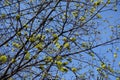 Blossoming branches of Norway maple against blue sky Royalty Free Stock Photo