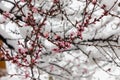 Blossoming Branches Of Peach Blossom Covered With Snow In Early Spring Royalty Free Stock Photo