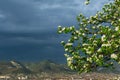 Blossoming branches of a pear tree with young green leaves in the corner of the frame against the backdrop of a stormy sky, Royalty Free Stock Photo