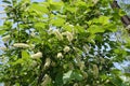 Blossoming branches of Prunus serotina