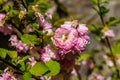 Blossoming branches of the Prunus triloba Louiseania ulmifolia on spring