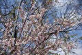 Blossoming branches of sakura Accolade against blue sky Royalty Free Stock Photo