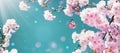 Blossoming branches of sakura with pink flowers against blue sky with flying butterfly on spring sunny day. Nature landscape Royalty Free Stock Photo