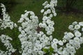 Blossoming branches of Spiraea prunifolia plena