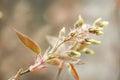 Blossoming branches of a tree in the spring shadberry Royalty Free Stock Photo