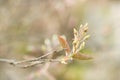 Blossoming branches of a tree in the spring shadberry Royalty Free Stock Photo