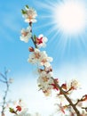 Blossoming branches of a tree with sun beam Royalty Free Stock Photo